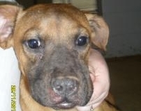 mackenzie@shelter