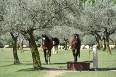 2012-Mai Assisi 035 Babe&Nelson-1