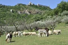 2012-Mai Assisi 068